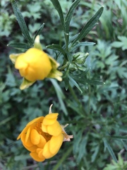 Ranunculus macranthus