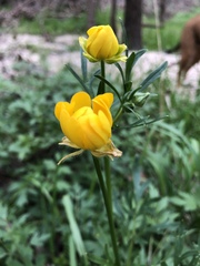 Ranunculus macranthus