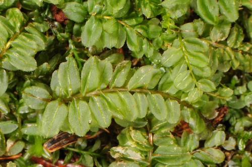 Wavy-leaf Moss (plagiomnium Ciliare) · Inaturalist