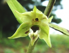 Epipactis papillosa