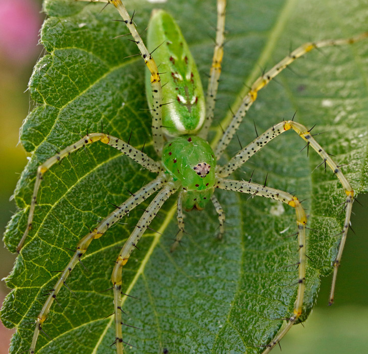 Green Lynx Spider from Hills of Hays, San Marcos, TX 78666, USA on ...