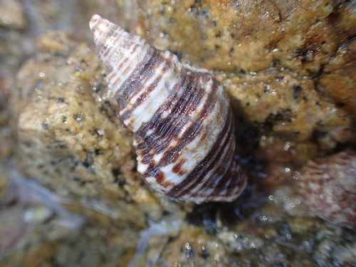 Pusio elegans
