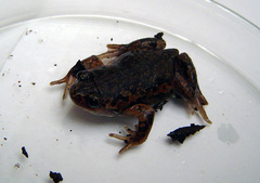 Cuenca Nelson Frog photo 3