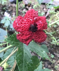 Hibiscus uncinellus