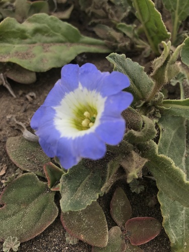 Nolana acuminata, photograph 6