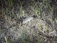 Romanian Hamster photo 4