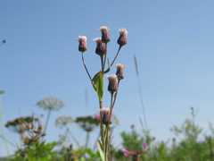 Erigeron acris kamtschaticus