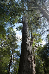 Eucalyptus jacksonii