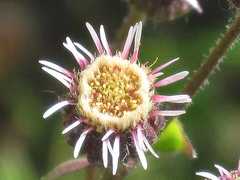 Erigeron acris kamtschaticus