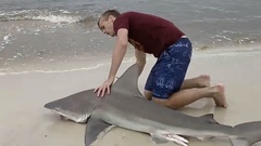 Carcharhinus plumbeus