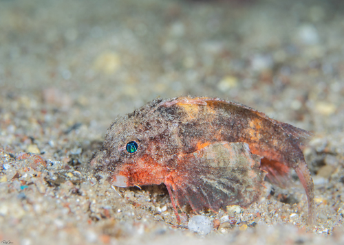 Onestick stingfish (Minous coccineus) — Synanceiidae
