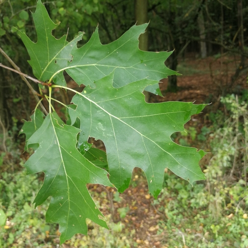 dub červený (Quercus rubra)