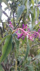 Palicourea angustifolia