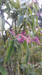 Palicourea angustifolia