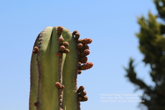Lophocereus marginatus