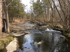 Schistidium rivulare