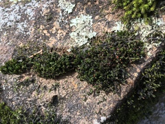 Schistidium rivulare