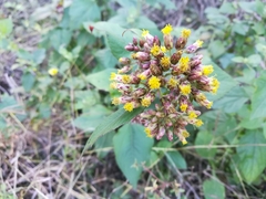Schistocarpha eupatorioides