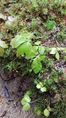 Tiarella trifoliata trifoliata