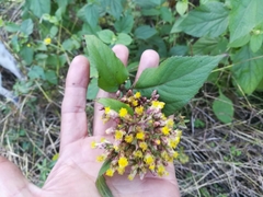 Schistocarpha eupatorioides