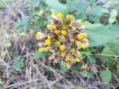 Schistocarpha eupatorioides