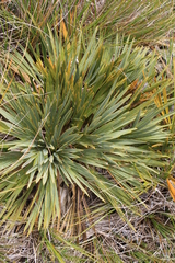 Aciphylla ferox