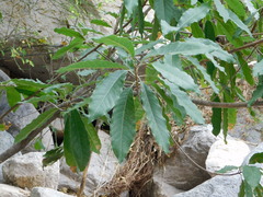 Sideroxylon tepicense