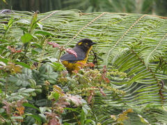 Anisognathus lacrymosus