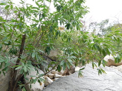 Sideroxylon tepicense