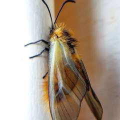 Pryeria sinica