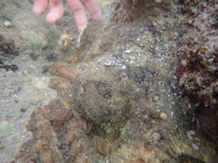 Octopus bimaculatus image