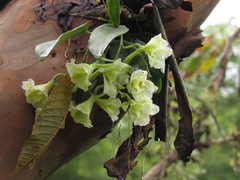 Rodriguezia granadensis