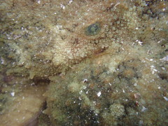 Octopus bimaculatus