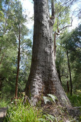 Eucalyptus jacksonii
