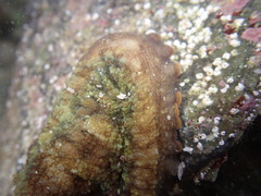 Octopus bimaculatus