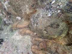 Octopus bimaculatus