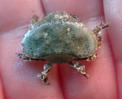 Eurynolambrus australis