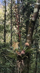 Tillandsia guatemalensis