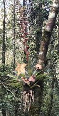 Tillandsia guatemalensis