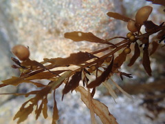 Sargassum sinicola