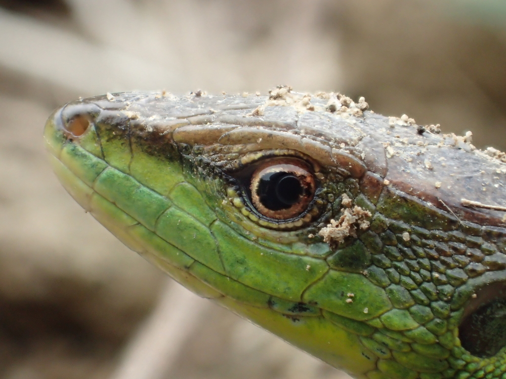 Stejneger's Grass Lizard