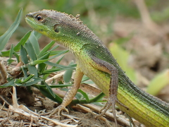 Takydromus stejnegeri