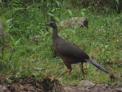 Chamaepetes goudotii