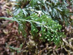 Hymenophyllum australe
