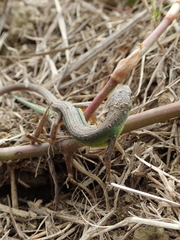 Takydromus stejnegeri