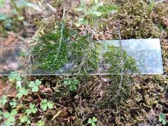 Hymenophyllum australe