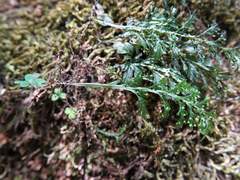 Hymenophyllum australe