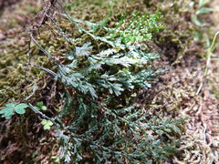 Hymenophyllum australe