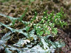 Hymenophyllum australe