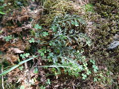 Hymenophyllum australe